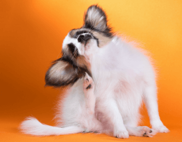 Apoquel 5,4 mg 20 Comprimidos