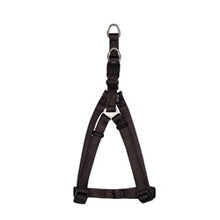 Arnes Zeus Small
