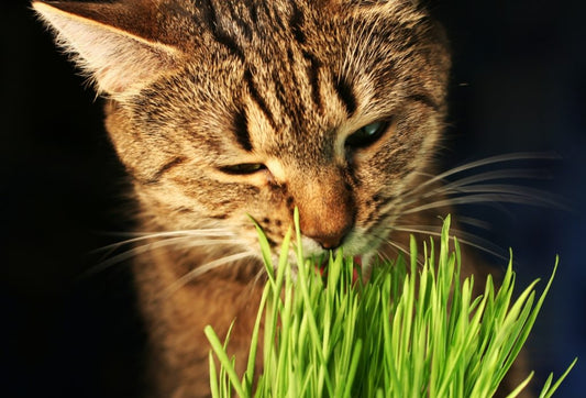 Semillas Catnip